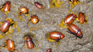 Can We Eat Insects: Holotrichia?