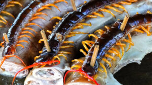 Why Centipedes Might Be Your Next Favorite Snack: Crunchy, Savory & Surprisingly Delicious!
